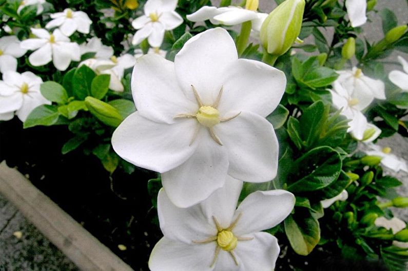 Gardenia - bilde