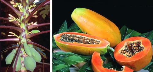 Papaya-Frucht