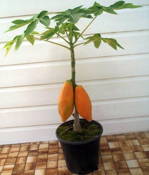 Indoor-Papaya