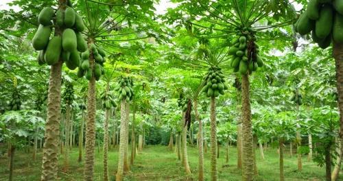 wo wächst papaya