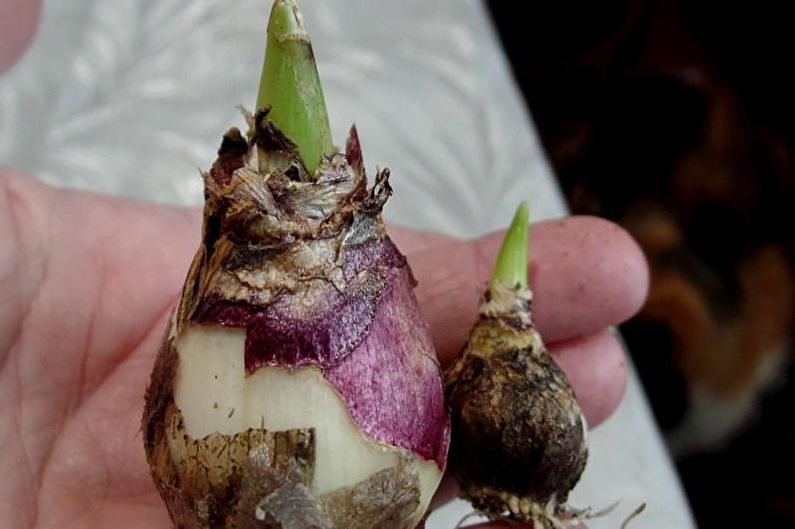 Vynútenie hyacintov v zime