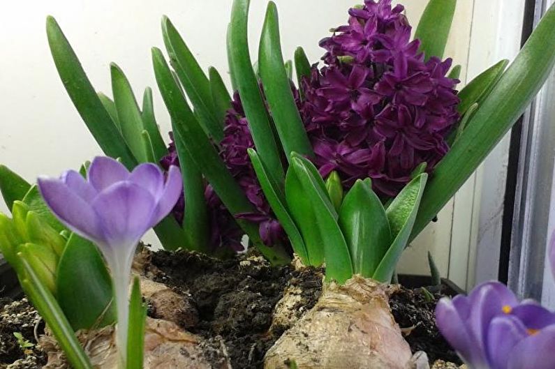 Vynútenie hyacintov v zime