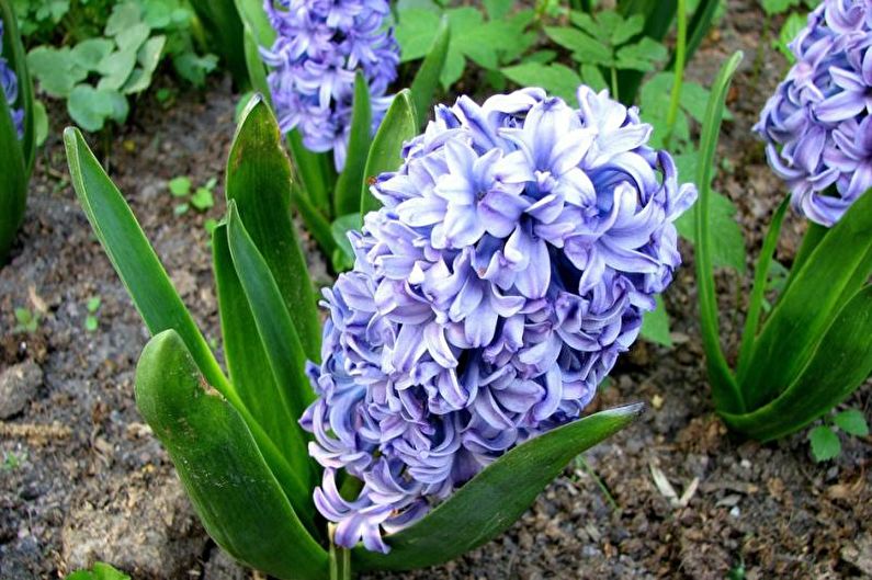 Hyacint - Hvordan plante riktig