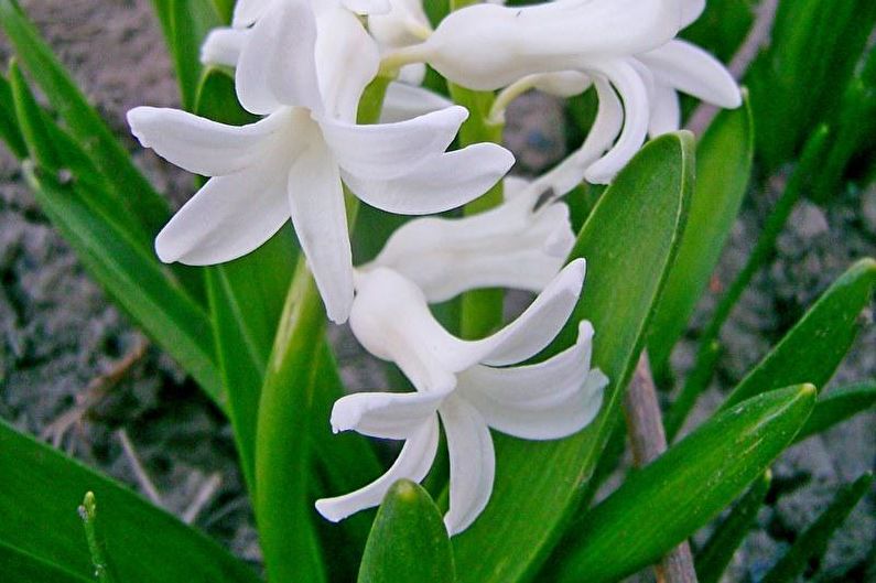 Hyacint - Beskrivelse og typer