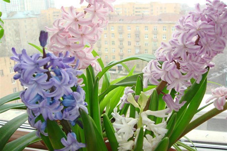 Hyacint - osvetlenie