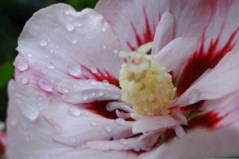 Îngrijirea hibiscului - udare