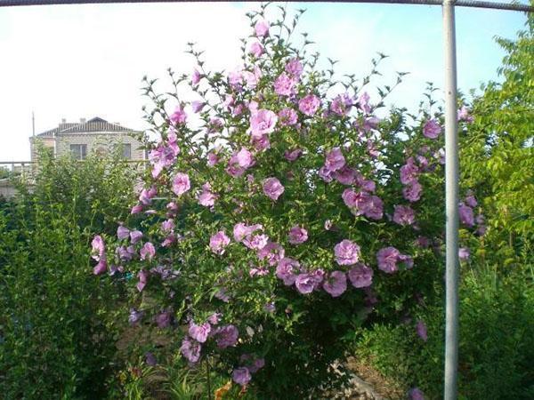Reichliche Hibiskusblüte im Garten