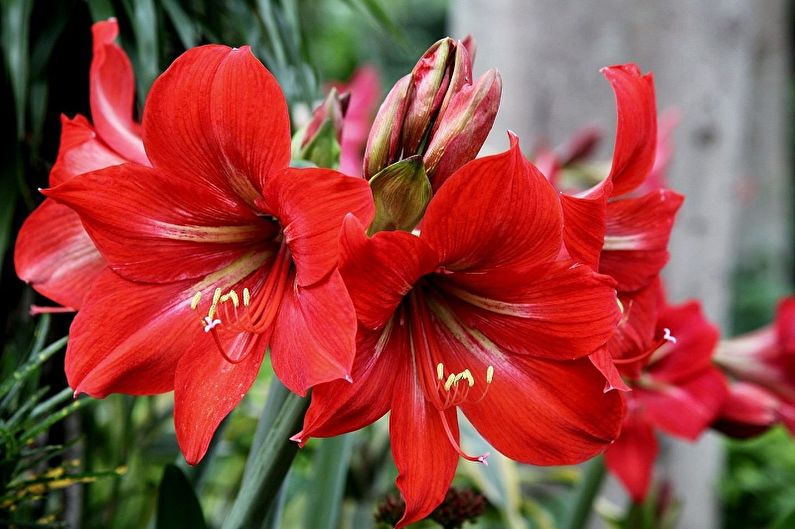 Hippeastrum - foto