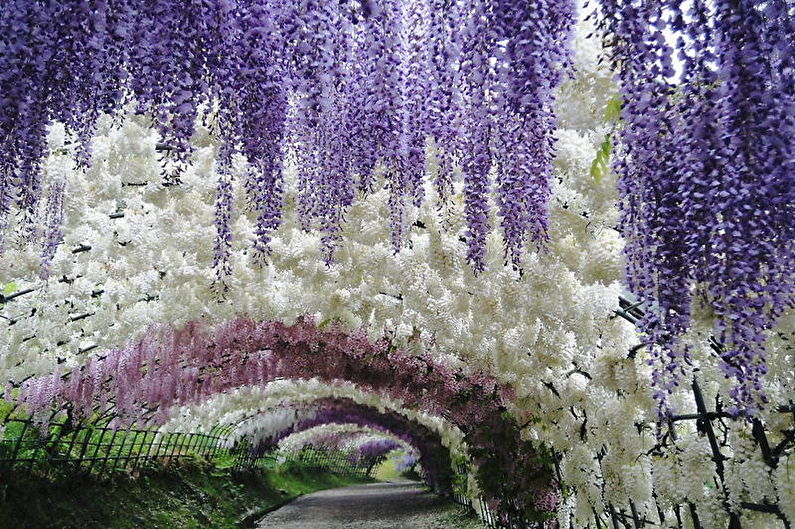 Japonska glicinija obilno cveti