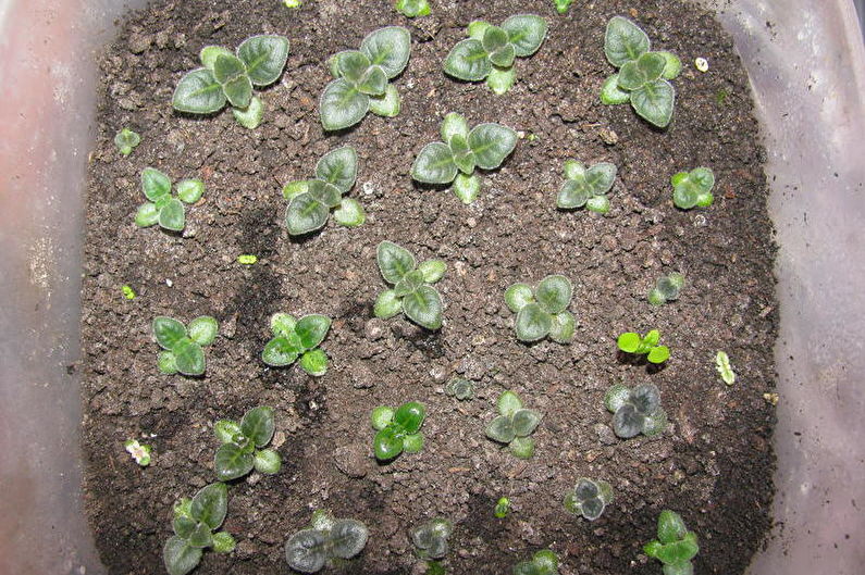 Gloxinia - Forplantning av frø