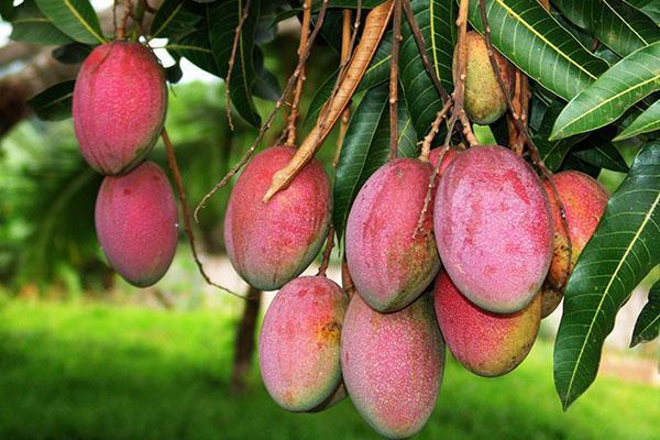zralé mangové ovoce