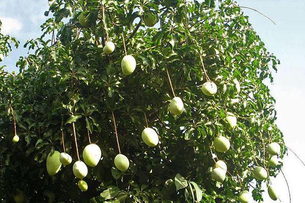 mango strom v Indii