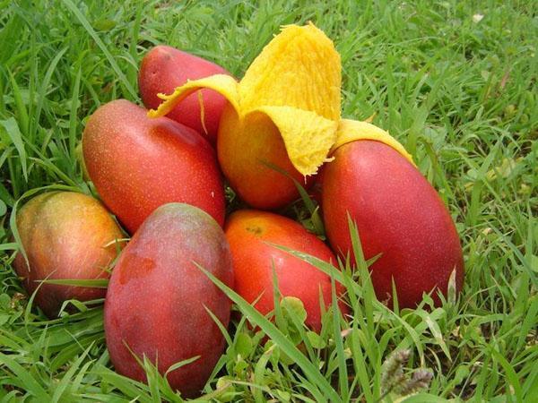 sběr ovoce mango