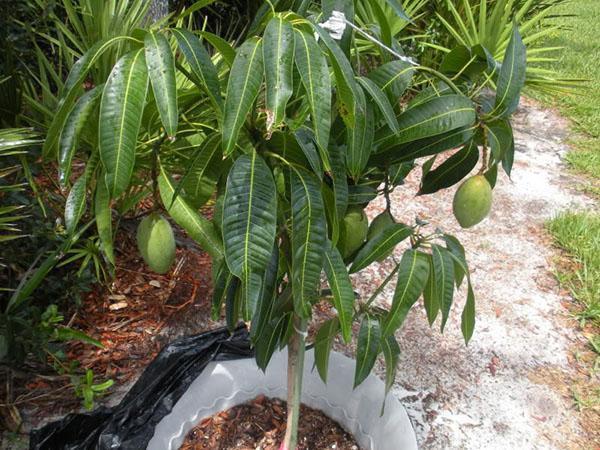semeno pěstované mango