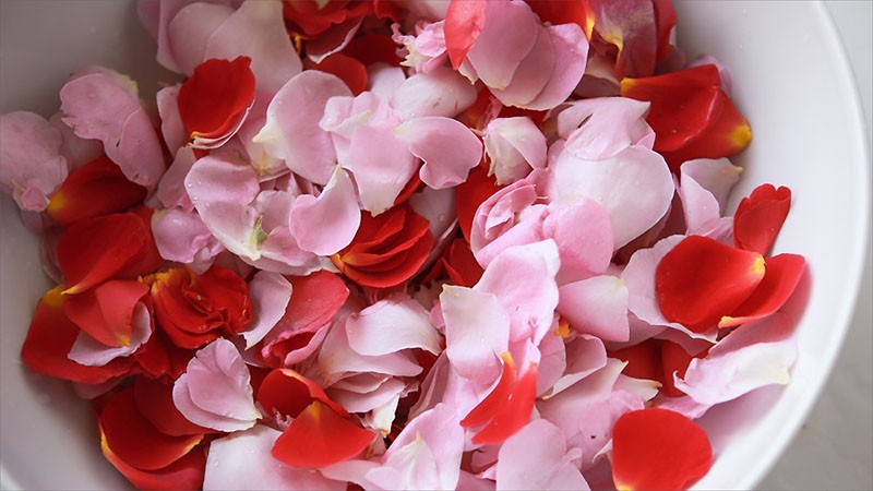 Rosenblüten pflücken