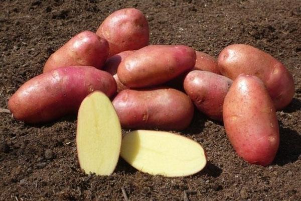 Kartoffelknollen von guter Qualität
