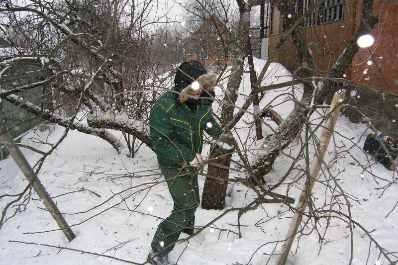 تجديد تقليم الأشجار في فصل الشتاء