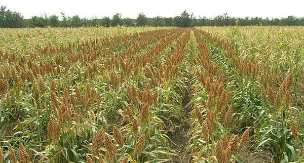 رعاية محاصيل الذرة الرفيعة