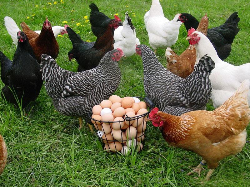 úspěšný chov dominantních kuřat