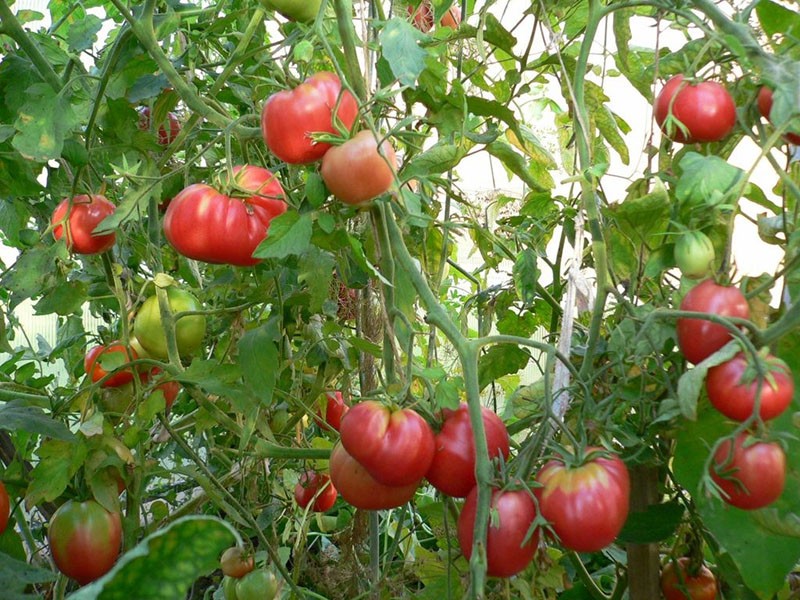 wachsende Tomaten Mazarin