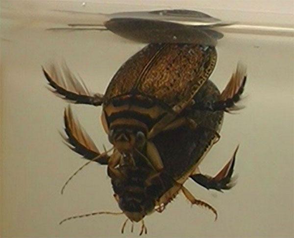 weiblicher und männlicher Käfer