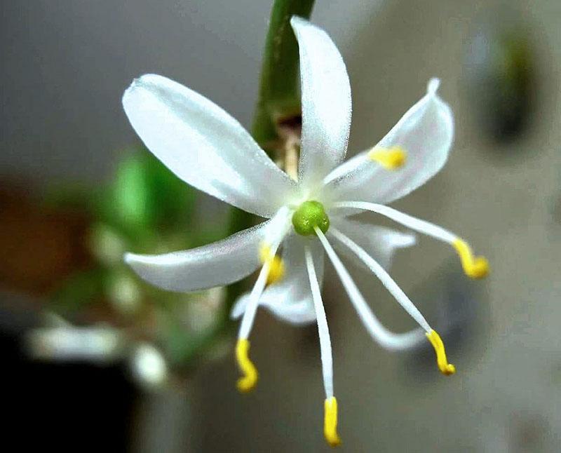 květ chlorophytum