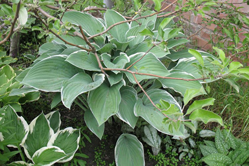 Especies de Hosta - Huéspedes de arbustos altos