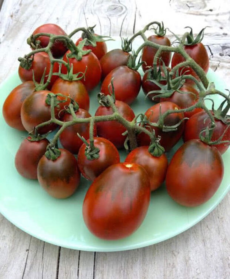 výhody rajčat black moor