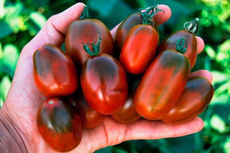 rajčata černá vřesoviště