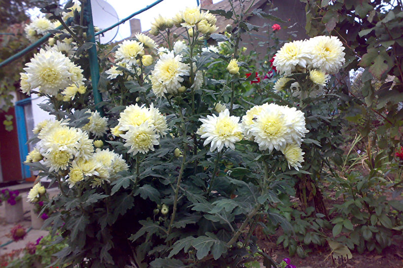 Crizanteme - foto