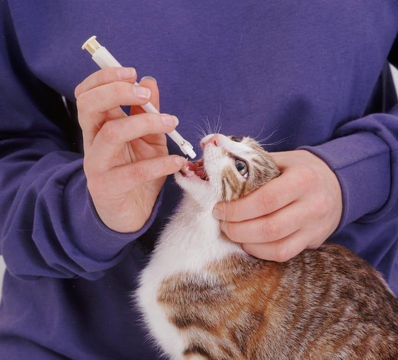 كيفية إعطاء رونكوليوكين لقط