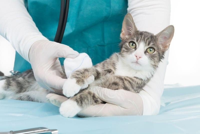 كيفية علاج جرح القطة باستخدام الرونكولوكين