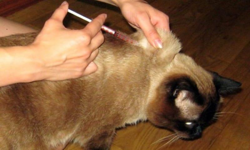كيفية جعل قطة تحت الجلد رونكوليوكين