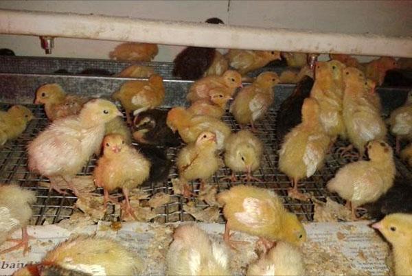 inkubační kuřata