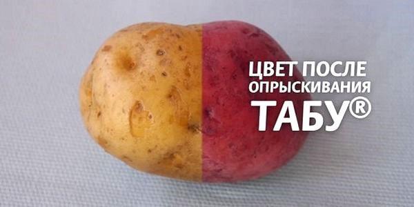 البطاطس قبل وبعد المعالجة