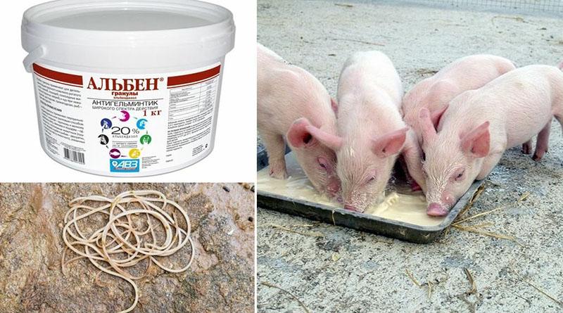 تعليمات لاستخدام ألبين للخنازير