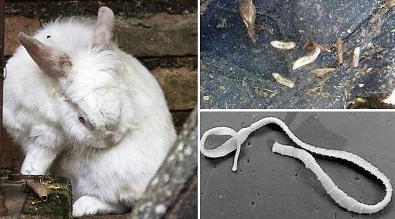 návod k použití albeny pro králíky