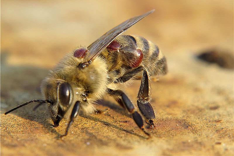أعراض مرض النحل