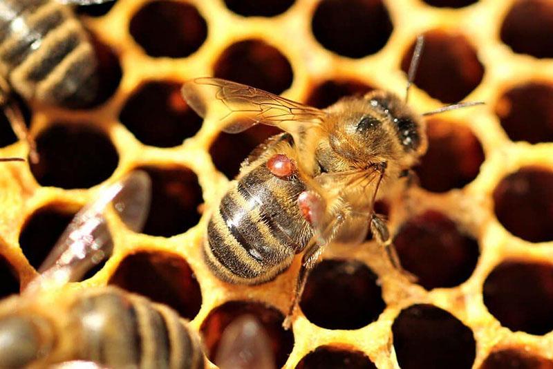 النحل المصاب