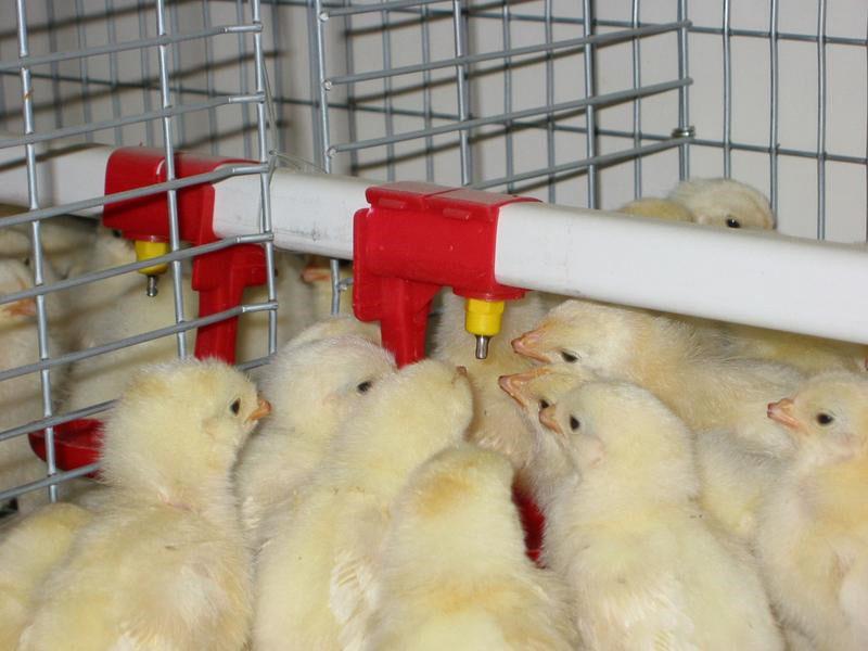 e-selen pro kuřata