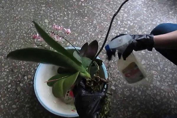 Orchideenbehandlung
