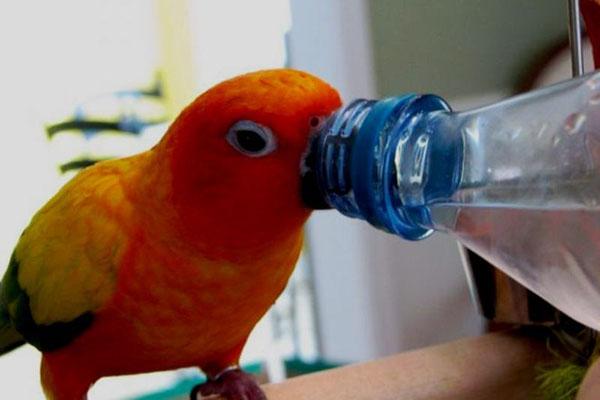 papoušek pije vodu