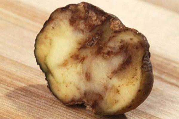 fytosporóza brambor