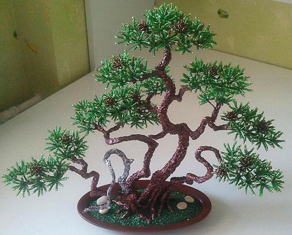 bonsai horská borovice