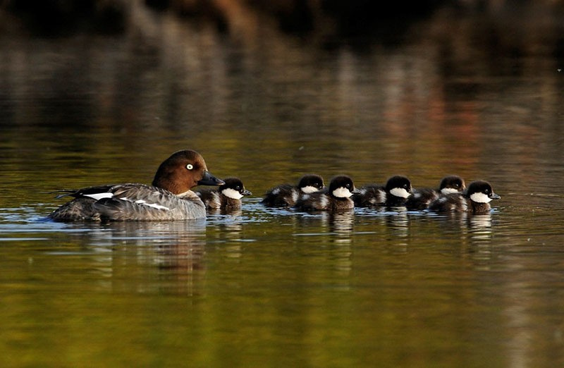 kachní rodina na rybníku