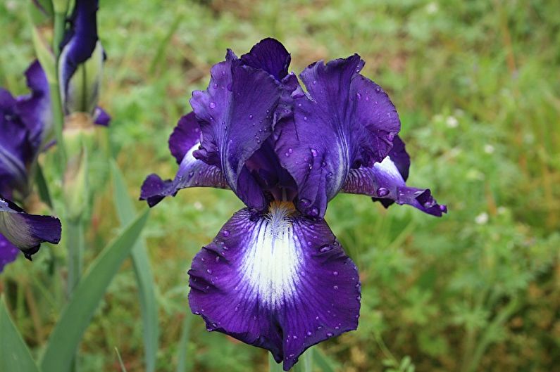 Iris - Humedad
