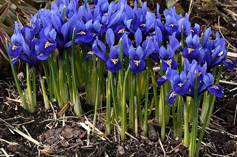 Iris - Fertilizantes y fertilizantes