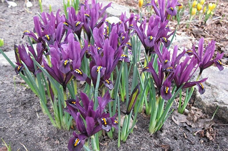 Iris - Fertilizantes y fertilizantes