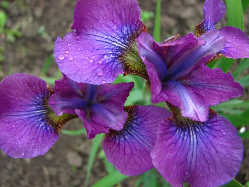 Sibirische Iris Hubbard