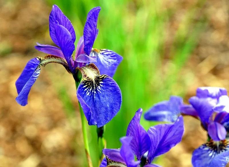 helle Blüte der sibirischen Iris